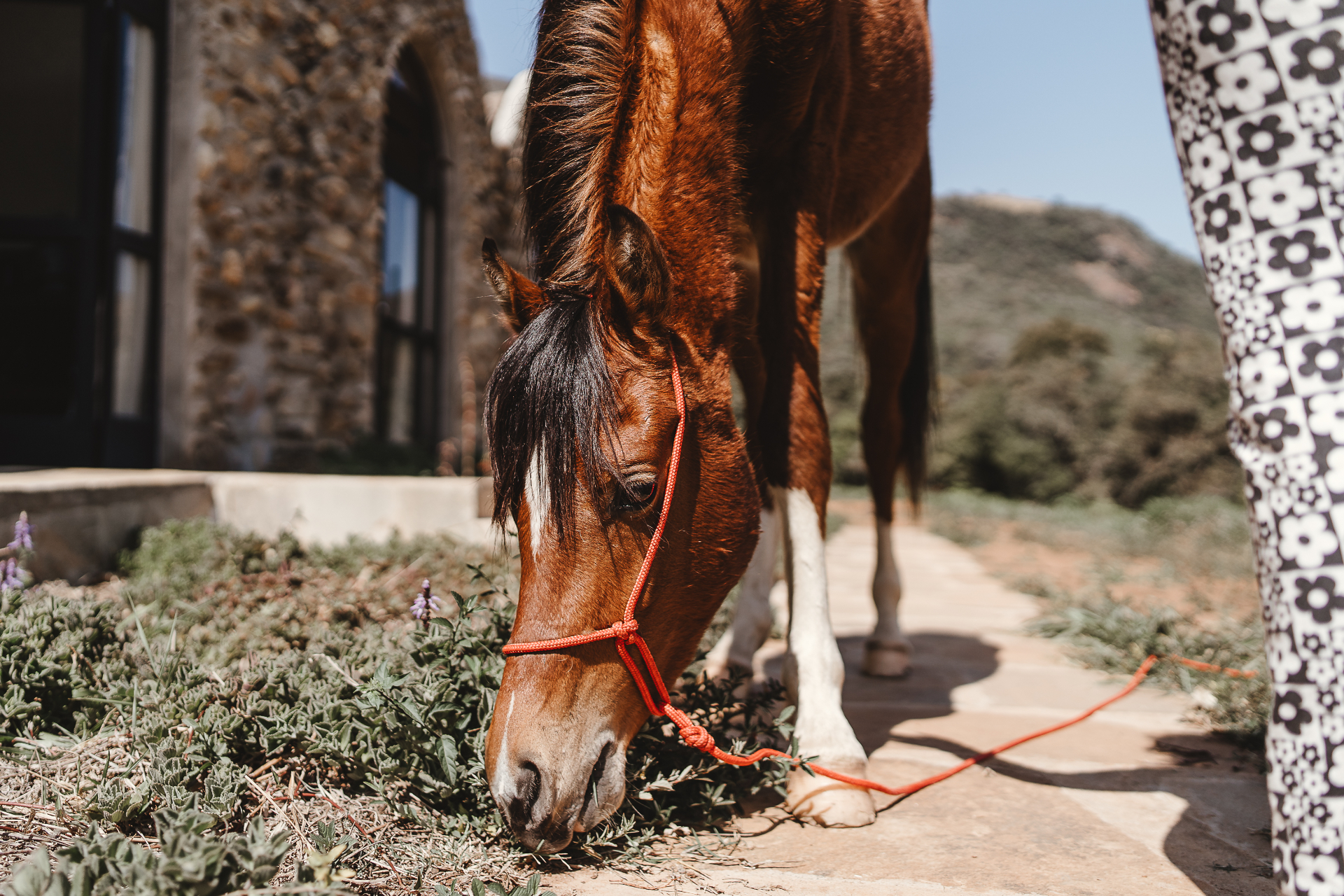 Cavalo árabe nas Cabanas Los Portales
